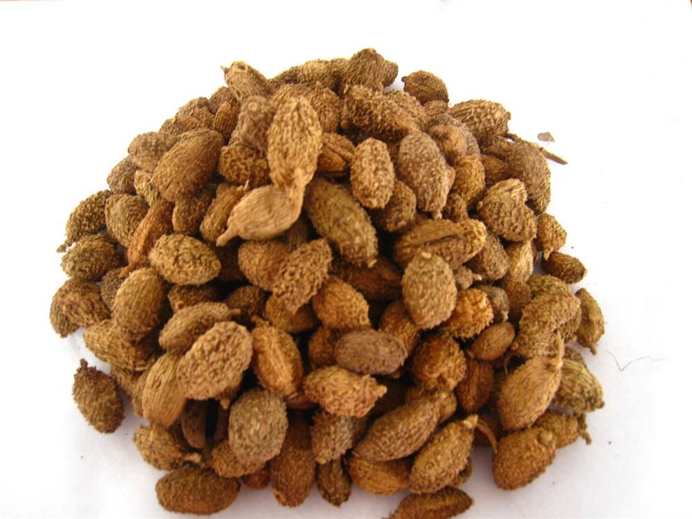  p>红壳砂仁,姜科豆蔻属草本植物,高约2米,为我国独有,生长于竹林中