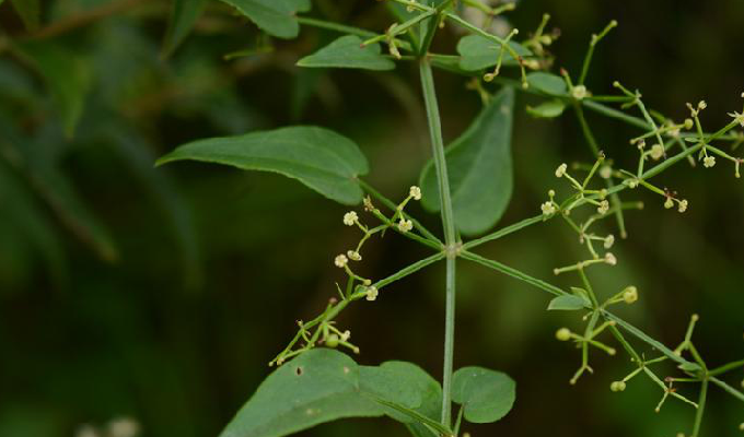  p>卵叶茜草(学名:rubia ovatifolia z. y.