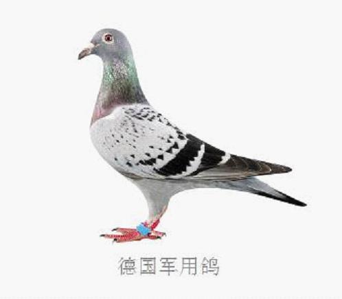 德国军用鸽