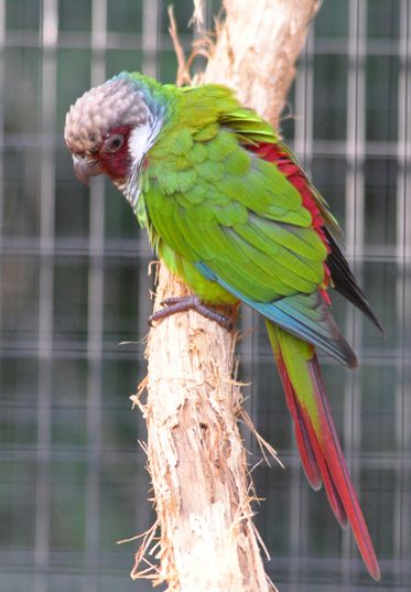  p>白耳锥尾鹦鹉(学名:pyrrhura leucotis)是典型的 a href="#" data