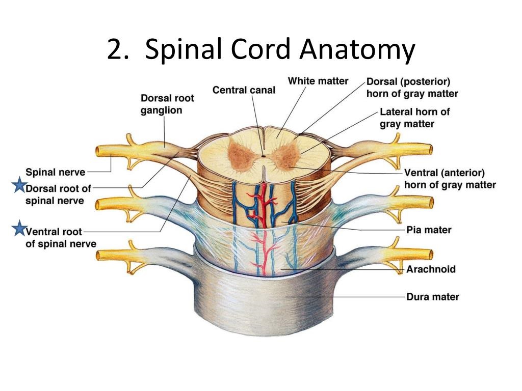 spinal cord