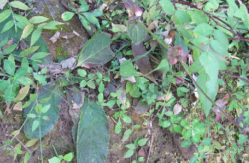 为爵床科植物地皮消 i>pararuellia delavayana  /i>(baill.)e.
