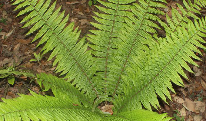 dryopteris wallichiana