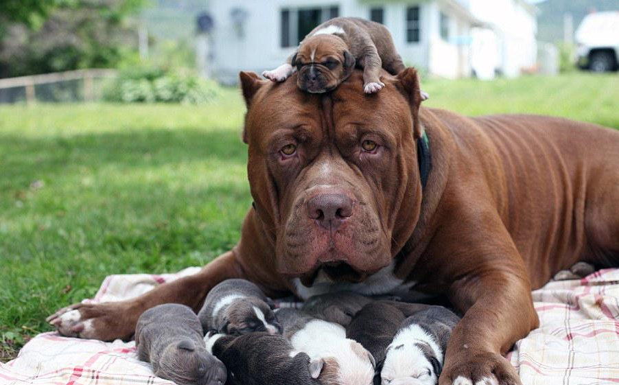 比特 a href="#" data-lemmaid="629877">斗牛犬 /a>