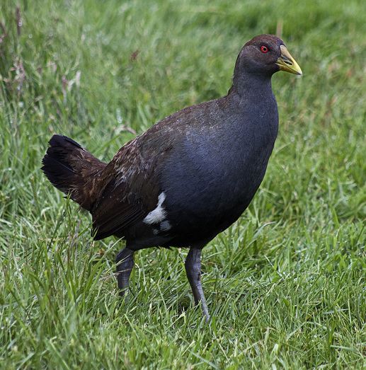  p>绿水鸡(学名: i>gallinula mortierii /i>)中型 a target="_blank"