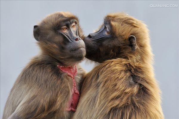  p>狒狒(学名: i>papio /i>):灵长目 a target="_blank" href="/item