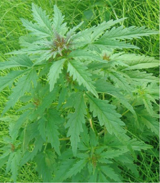  p>水棘针,中药名.