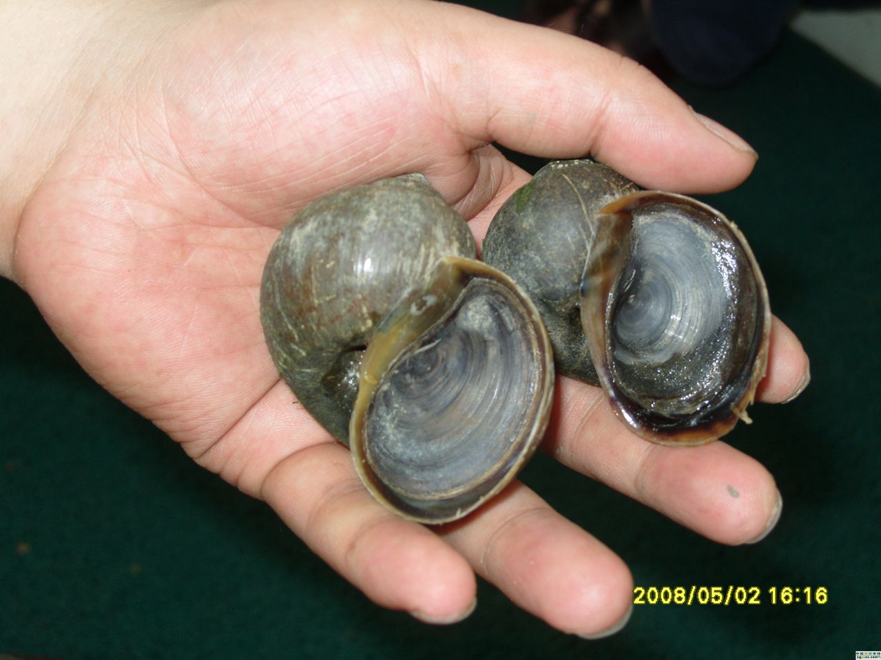  p>圆田螺(cipangopaludina)属为淡水中习见的大型螺类,分布较广,栖于