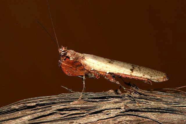  p>巨腿螳,也叫拳师螳螂,中等大小的螳螂,有着几乎和体型不成比例的