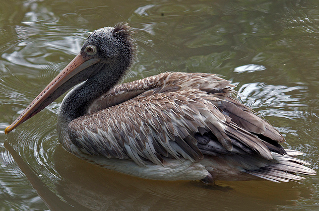 pelecanus philippensis