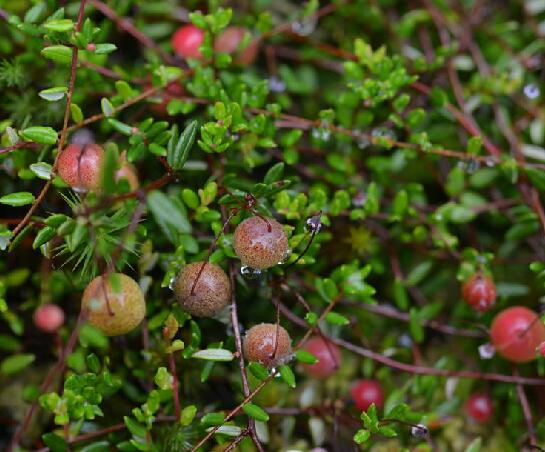  p>红莓苔子(学名: i>vaccinium oxycoccos /i> linn.