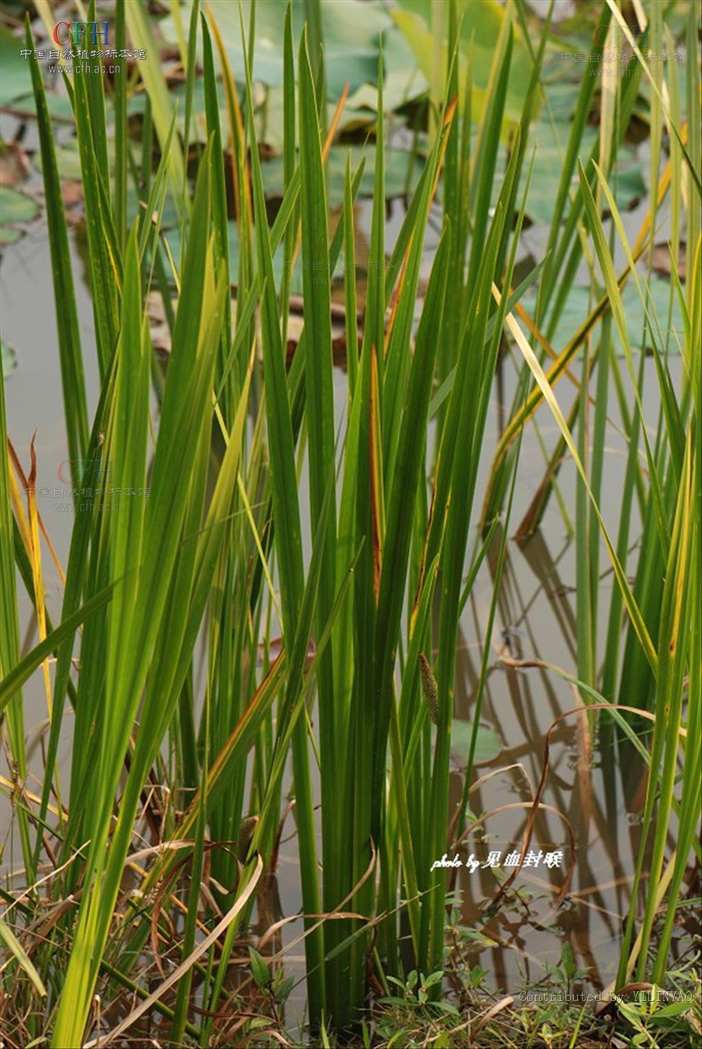 acorus calamus l.