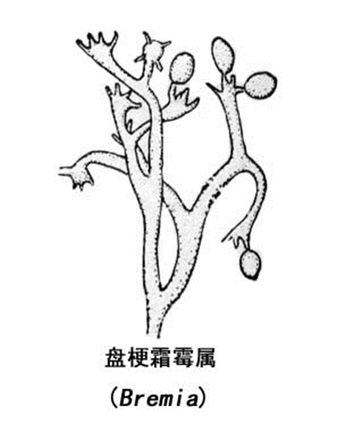 霜疫霉科