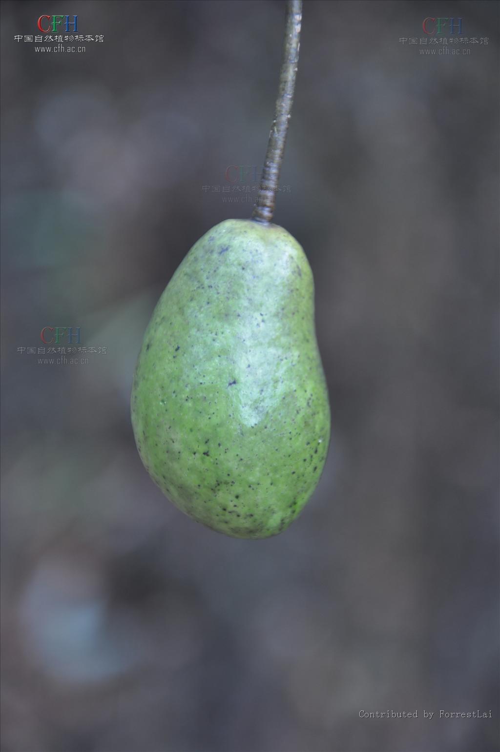  p>屈头鸡(学名: i>capparis versicolor /i> griff),是山柑科山柑属