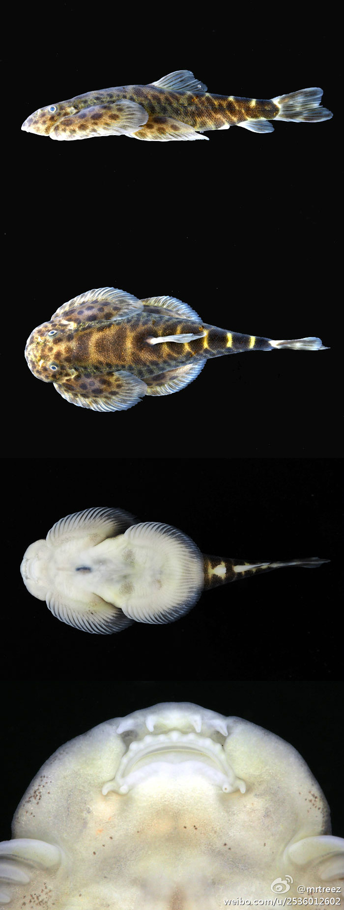  p>峨眉后平鳅是泥鳅的一种,体短,前部宽扁,后部窄小,背部隆起,腹面