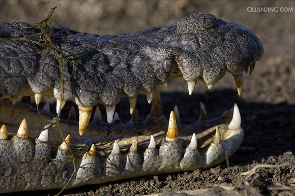 estuarine crocodile