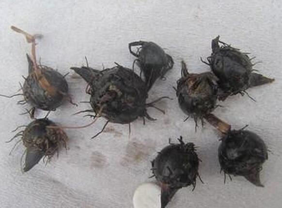 文安地梨的做法(地梨子怎么吃好吃窍门)