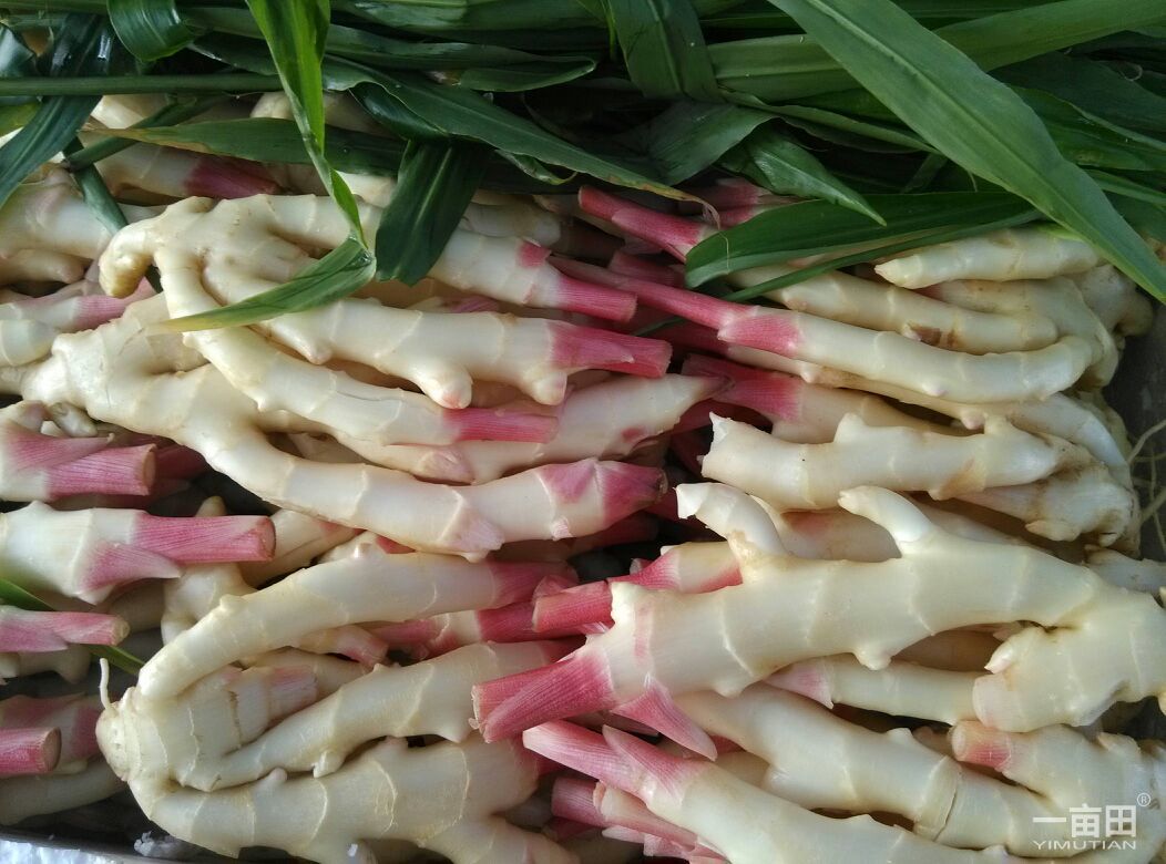  p data-id="gn8x97np0o">子姜附有姜芽,可以