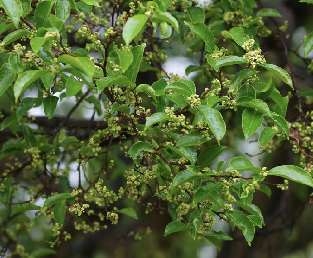 是瑞香科沉香属植物,为常绿乔木,植株高达20米.