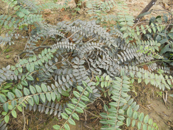  p>山豆又称越南槐, a target="_blank" href="/item/山豆根/1156671"