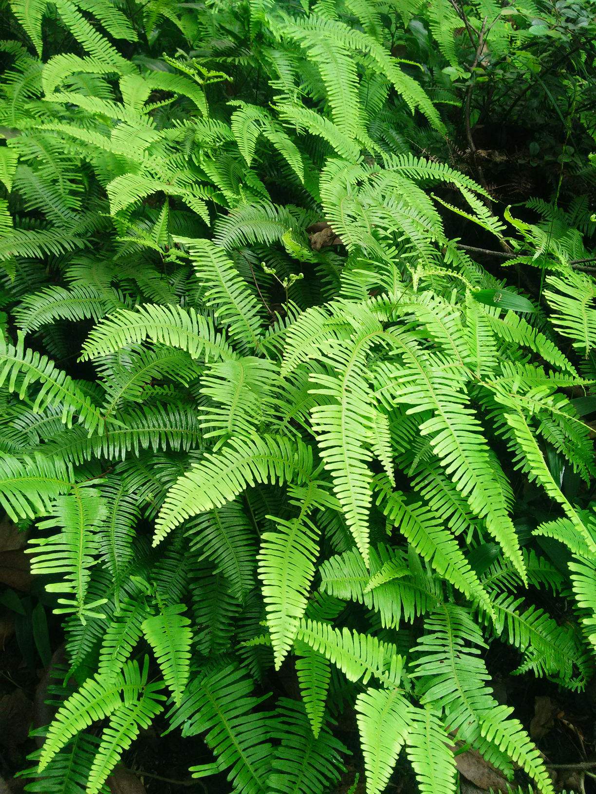 pteris cretica