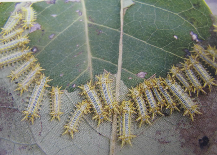  p>茶树丽绿刺蛾, i>latoia lepida /i> (cramer),为鳞翅目 a target=