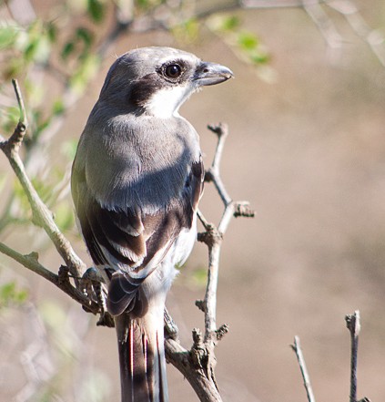  p>灰伯劳(学名: i>lanius excubitor /i>),为伯劳科,伯劳属的鸟类