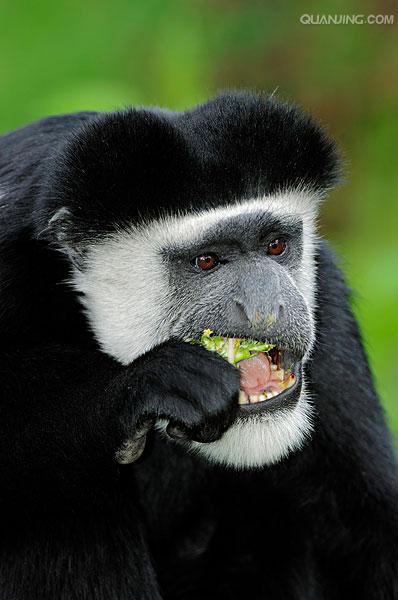 western black-and-white colobus