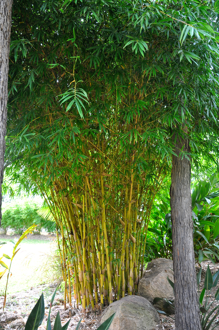  p>青丝黄竹(学名: i>bambusa eutuldoides /i> mcclure var.