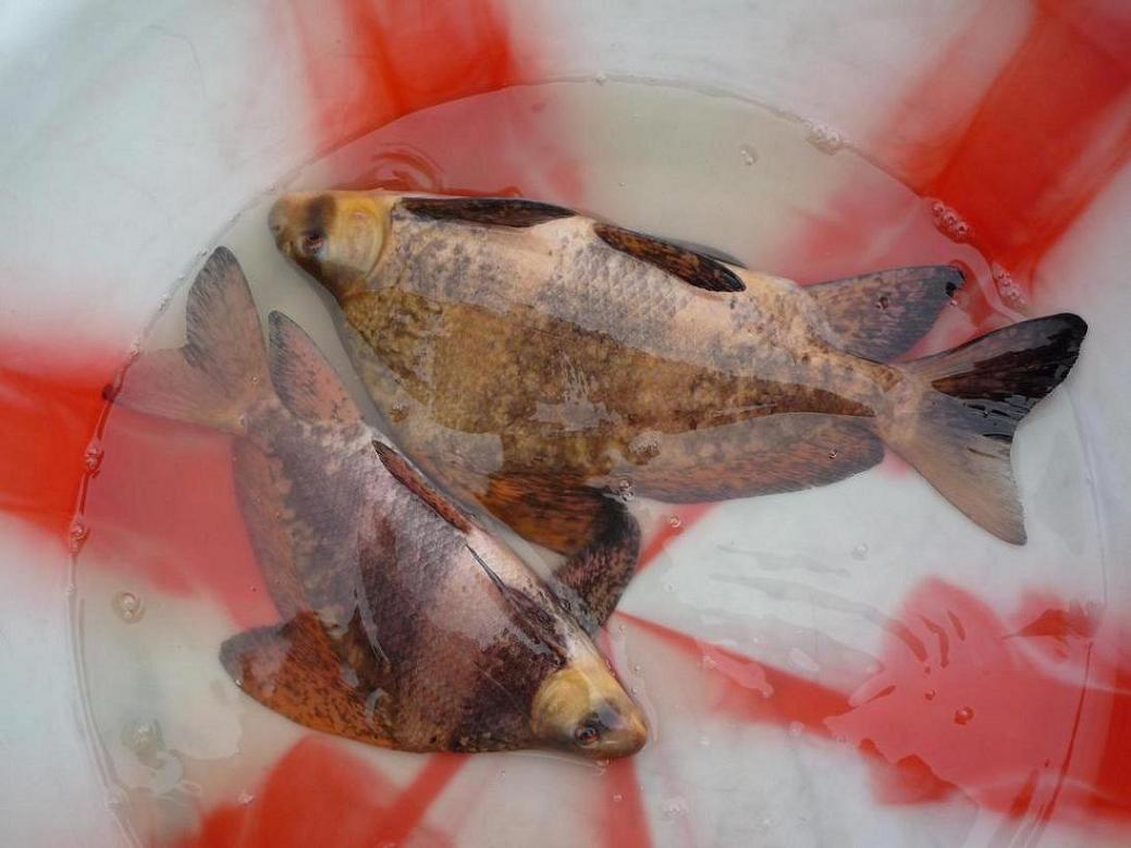  p>胭脂鱼(学名: i>myxocyprinus asiaticus /i>)是胭脂鱼科,胭脂鱼属