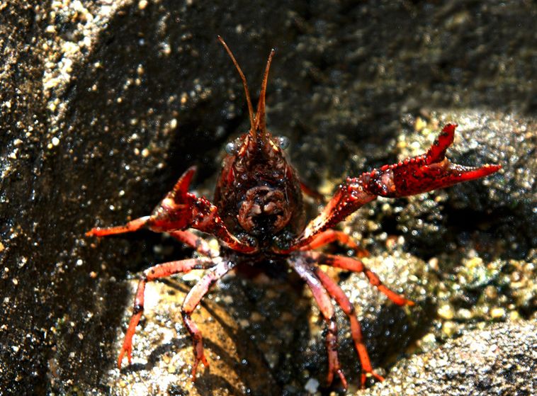 红螯虾