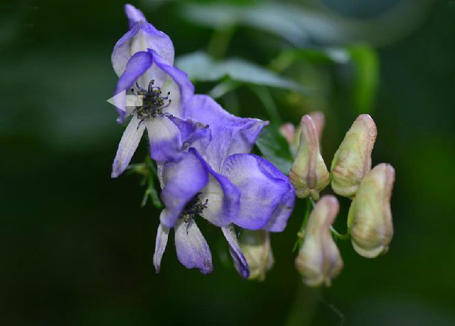 pritz.)为 a href="#">毛茛科 /a>乌头属多年生草本植物.