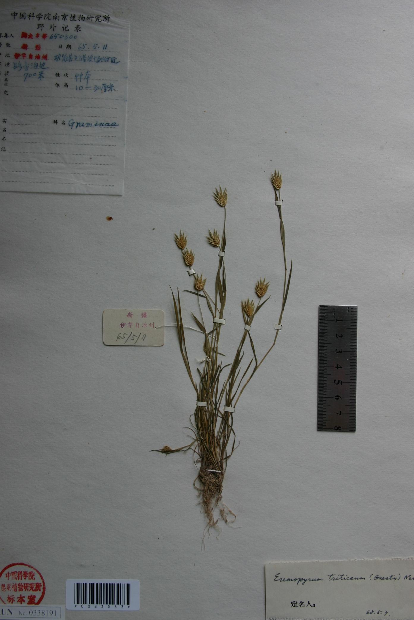 把本属置于 a href="#">冰草属 /a>agropyron内,但本属为一年生植物
