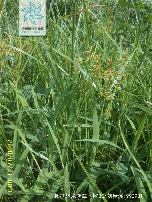 具芒碎米莎草