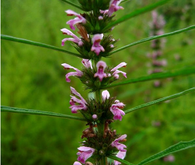 寿仙谷西红花铁皮枫斗膏