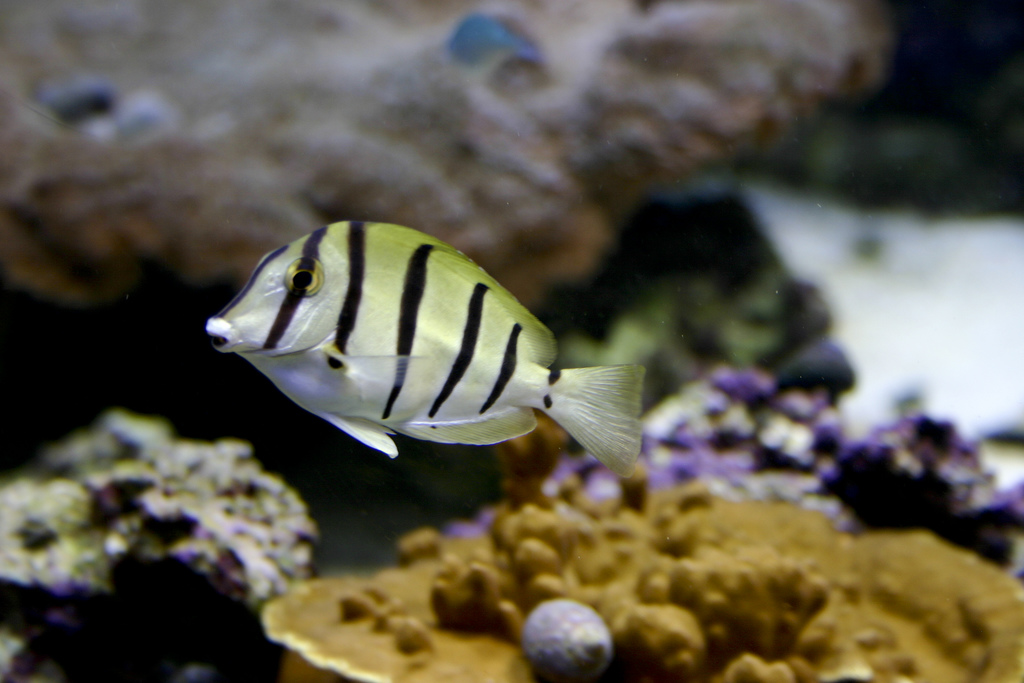  p>横带刺尾鱼(学名: i>acanthurus triostegus /i>(linnaeus,1758), 