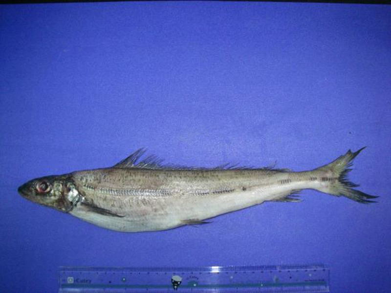  p>长背鱼( a href="#" data-lemmaid="8074290">学名 /a>:pterothr