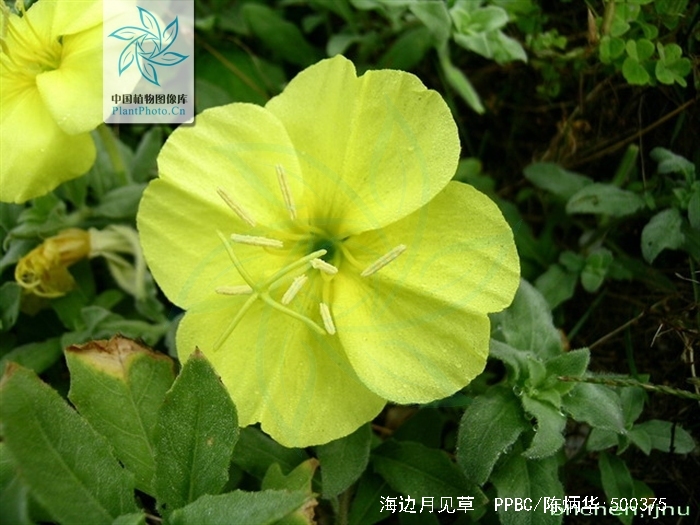  p>海边月见草(学名:oenothera drummondii hook.