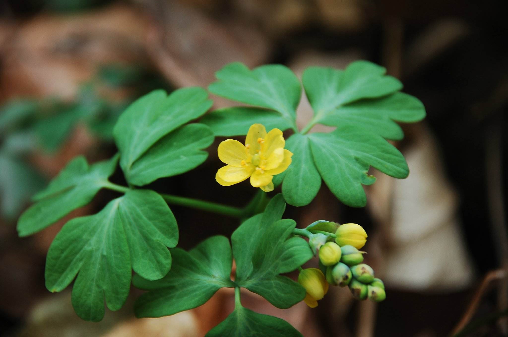  p>牡丹草属(学名:gymnospermium)是小檗科下一个属,草本,有块状根茎