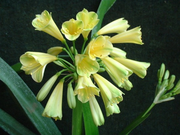  p>垂笑君子兰(学名: i>clivia nobilis  /i>lindl.