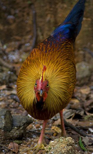  p>黑尾原鸡(学名: i>gallus lafayetii /i>): a href="#" data-lemma