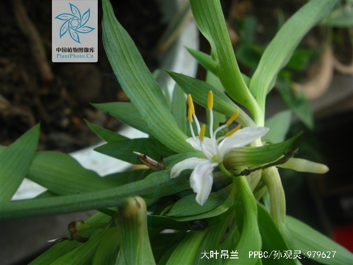  p>大叶吊兰(学名: i>chlorophytum /i>  i>malayense /i> ridl.