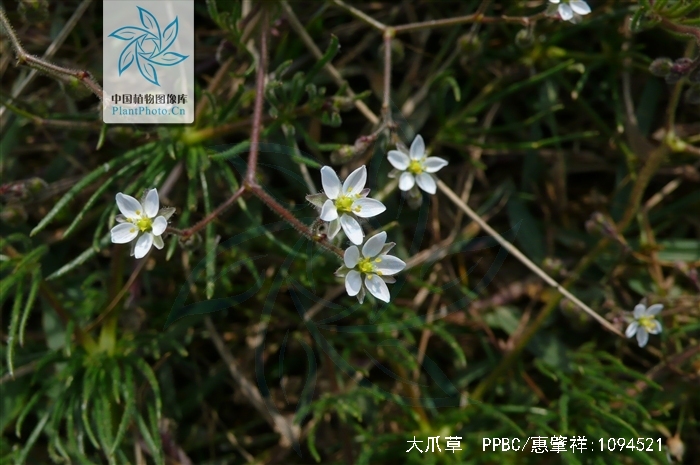 spergula arvensis linnaeus