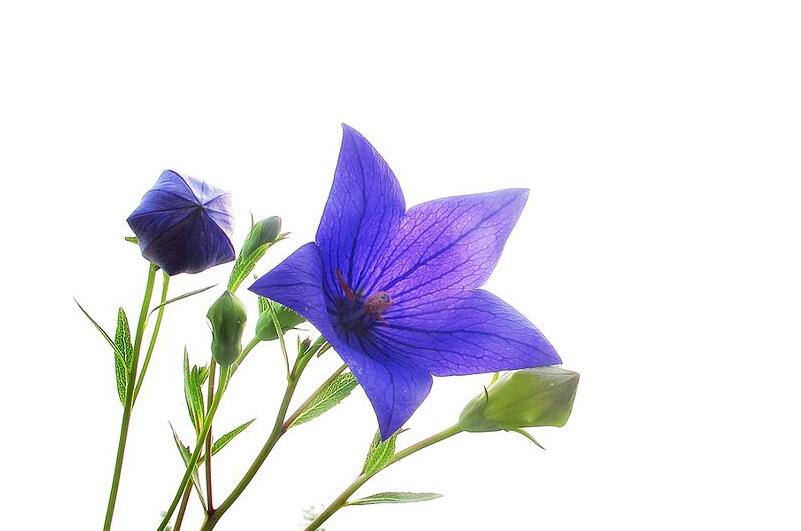 桔梗花,属植物桔梗的开花,桔梗,别名为铃铛