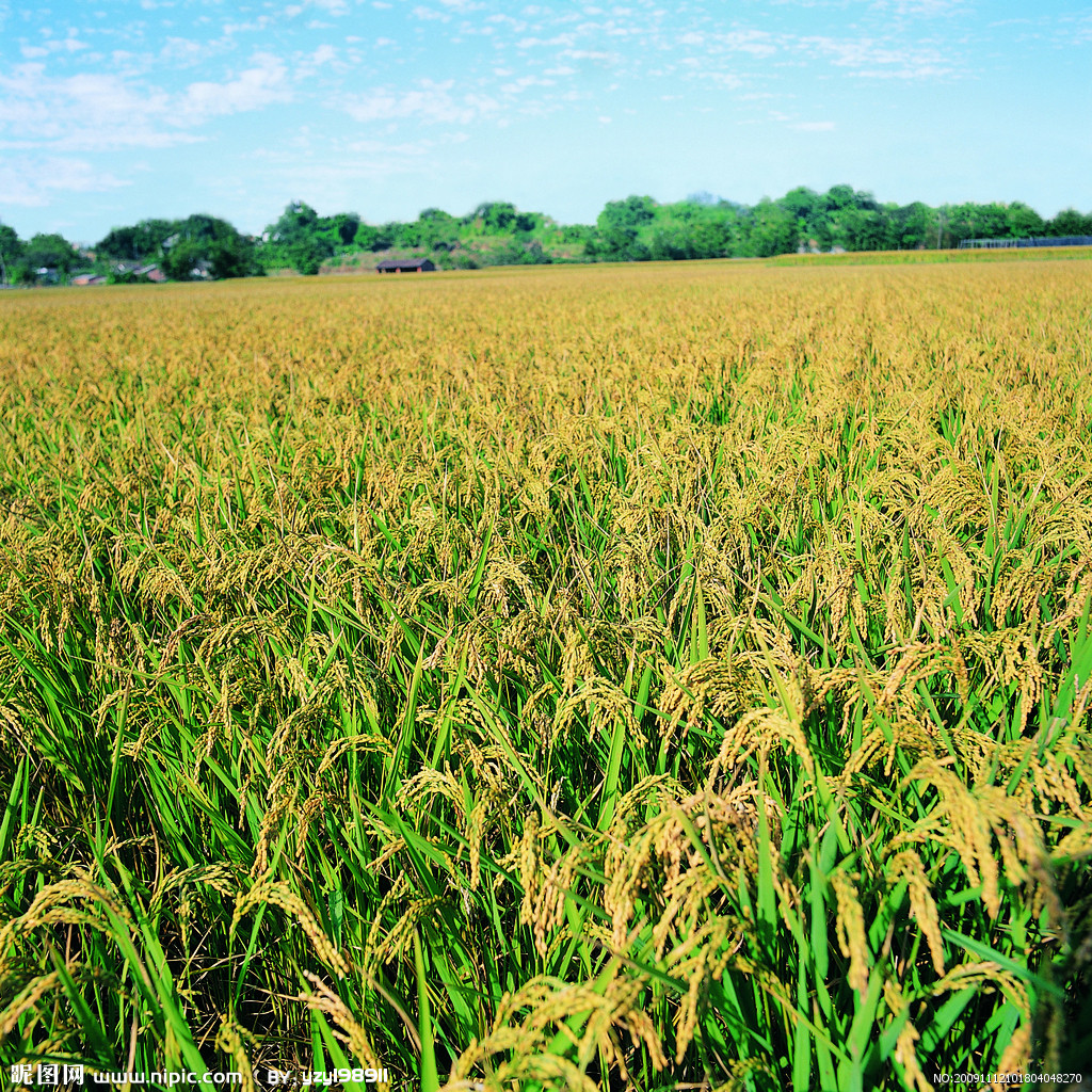  p data-id="tzavnyndzbiv">日本晴是禾本科稻属的水稻,株高95厘米