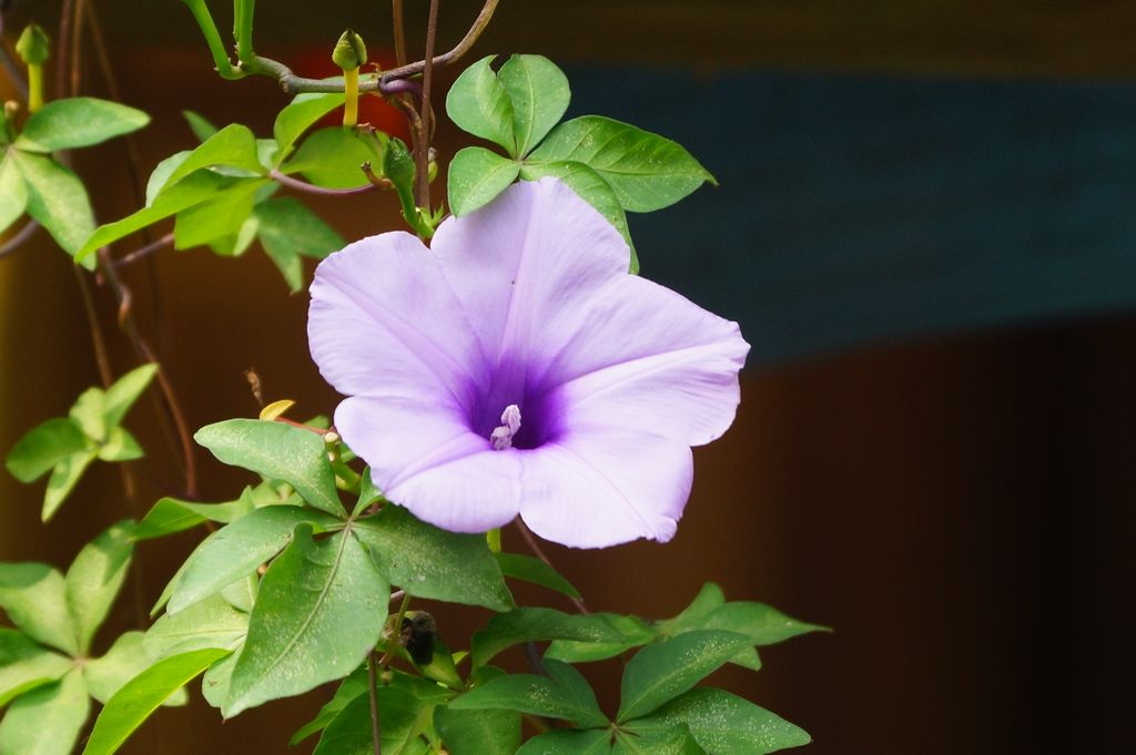 choisy,又名牵牛花,喇叭花(各地统称),系 a target="_blank" href="