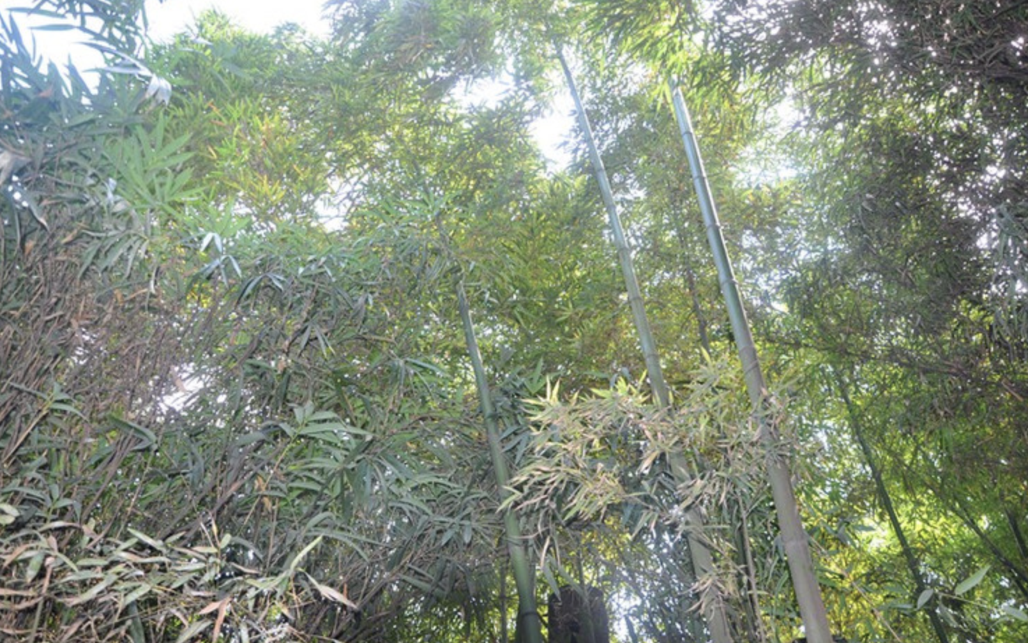 phyllostachys angusta mcclure