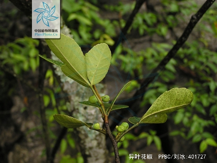  p>异叶花椒,学名:zanthoxylum ovalifolium wight.