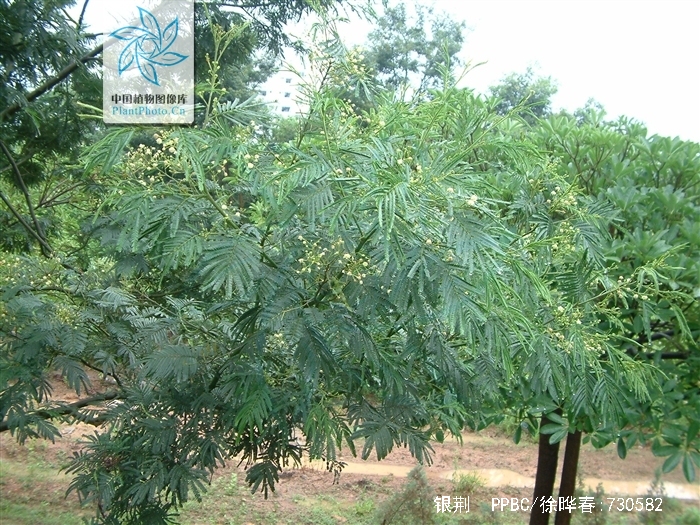  p>银荆(学名: i>acacia dealbata  /i>link),被子植物豆科 a href="