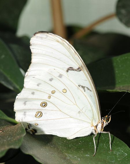  p>白摩尔闪蝶(学名: i>morpho epistrophus /i>),鳞翅目,蛱蝶科,闪蝶